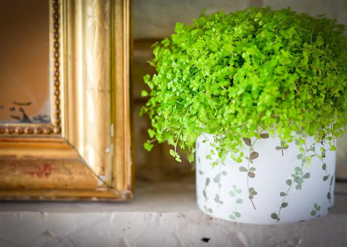 La Dame De Coeur Deauville, Maison D'hotes-b&b 4*